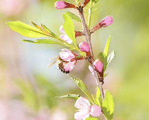 Image showing A bee gathers pollen