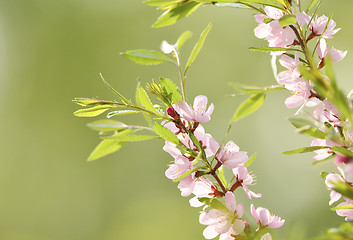 Image showing Sakura