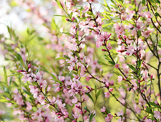 Image showing Sakura