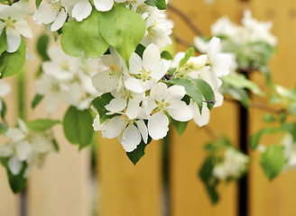 Image showing apple blossoms