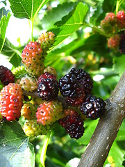 Image showing Branch of ripe mulberry