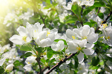 Image showing blossom apple tree branch