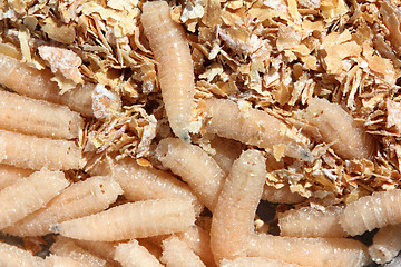 Image showing maggots of fly