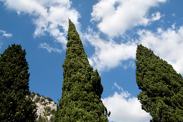 Image showing Coniferous trees against the sky with clouds