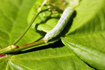 Image showing green caterpillar