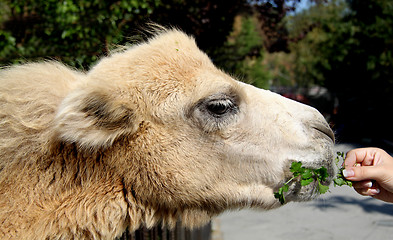 Image showing Little camel fed with female hand a parsley