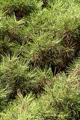 Image showing The texture of the needles of pine tree