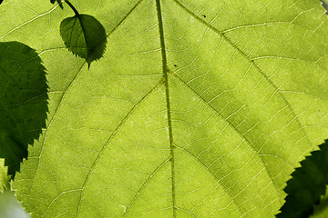 Image showing  Texture of a green leaf