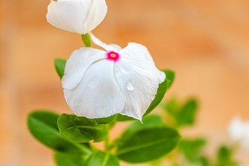 Image showing Vinca Flower 