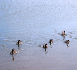Image showing Duck Family