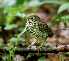 Image showing Little bird blackbird