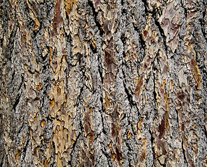 Image showing The texture of tree bark