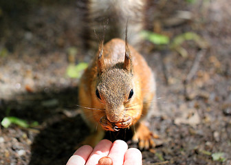Image showing Portrait of a squirrels eat with your hands