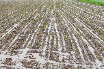 Image showing Agriculture disaster