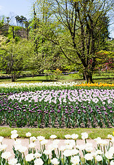 Image showing Tulips garden