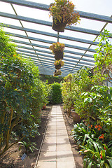 Image showing Greenhouse interior