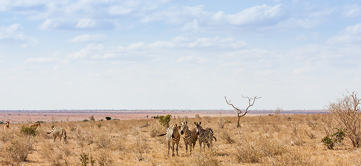 Image showing Zebras looking to the camera