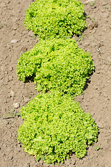 Image showing Lettuce