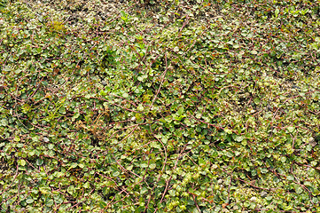 Image showing Mitchella repens