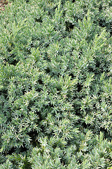 Image showing Juniperus squamata