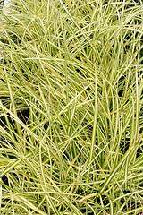 Image showing Carex oshimensis