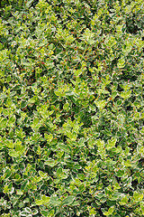 Image showing Euonymus emerald gaiety