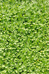 Image showing Groundcover plant