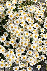 Image showing White Matricaria flowers on the meadow.