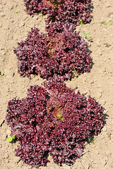 Image showing Lettuce