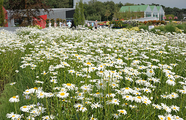 Image showing White daisy flowers on the meadow.