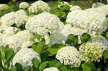 Image showing Hydrangea