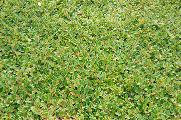 Image showing Cotoneaster dammeri