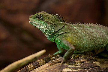 Image showing Iguana