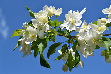 Image showing branch of a blossoming apple-tree