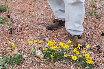 Image showing hiker and desert wildflowers