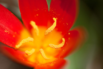 Image showing Red Tulip Flower