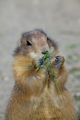 Image showing Prairie-dog