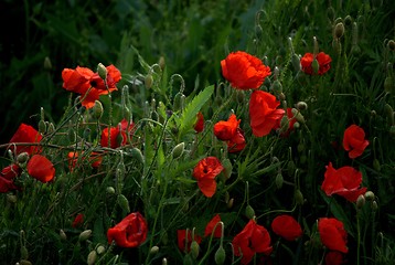 Image showing Red Poppies