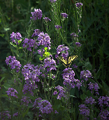 Image showing Butterfly