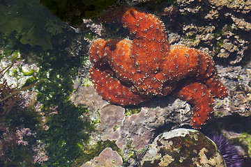 Image showing Beautiful Starfish in Shallow Tide Pool