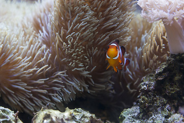 Image showing Beautiful Clownfish and Sea Anemone