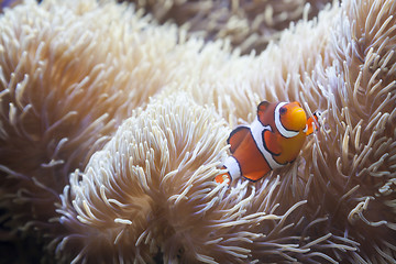 Image showing Beautiful Clownfish and Sea Anemone