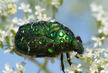 Image showing Insect