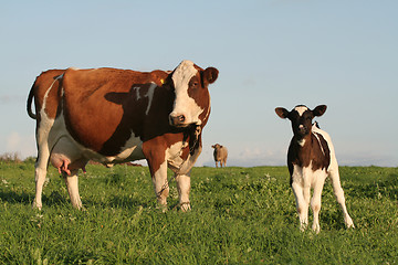 Image showing Cows