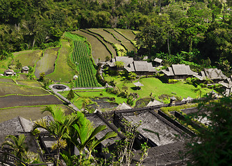 Image showing Asia. View of the rice plantations