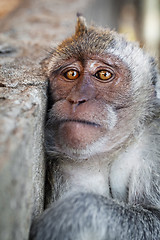 Image showing Portrait of a sad monkey