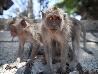 Image showing Pair of young monkeys - crab-eating macaque, Bali.