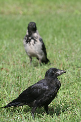 Image showing Crows