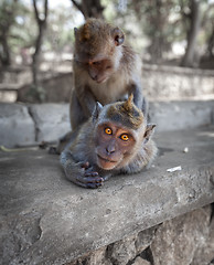 Image showing Crab-eating macaques have fun