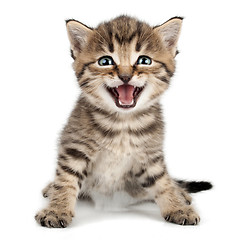 Image showing beautiful cute little kitten meowing and smiling